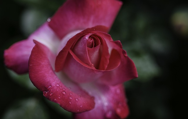 Free Rose Blossom photo and picture