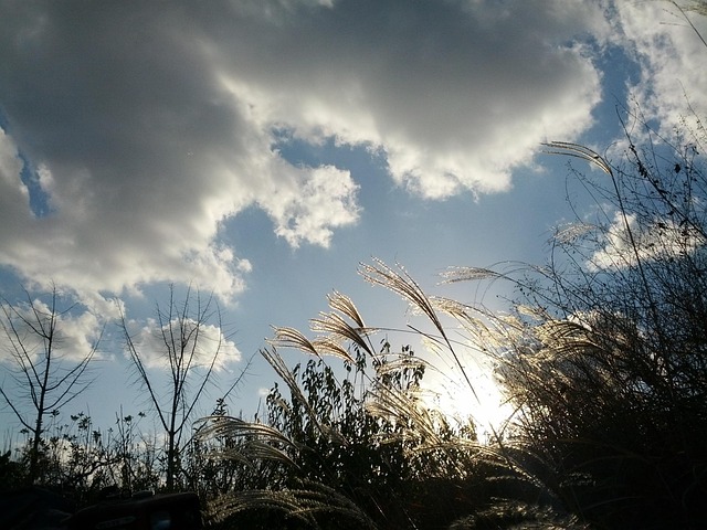Free Reed Sky photo and picture