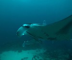 maldives, manta rays, diving