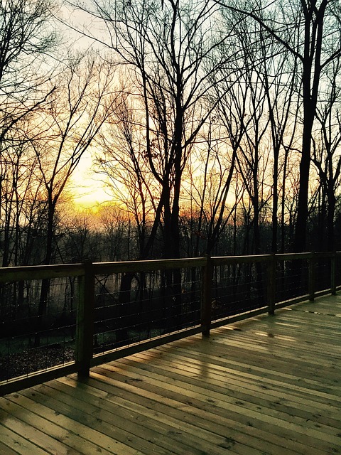Bosque, Naturaleza, Amanecer