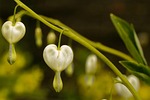 bleeding heart, white, flower