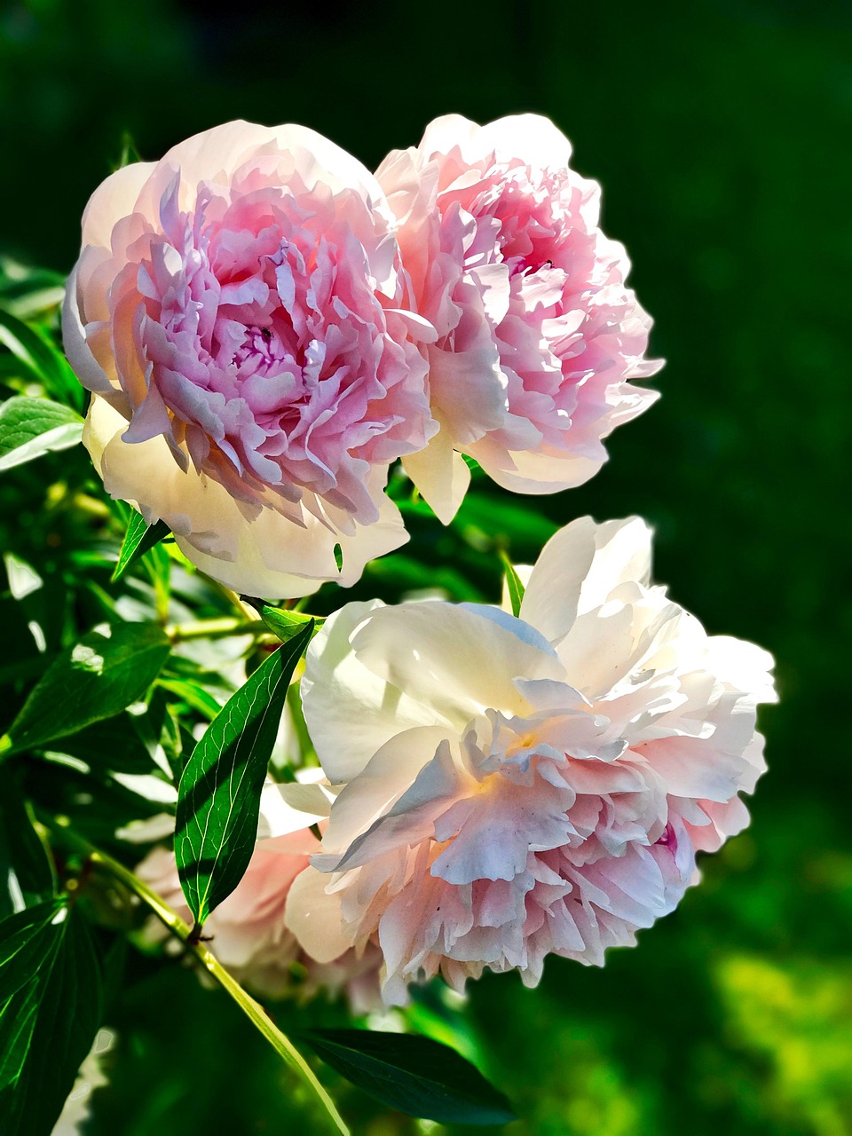 Plus De 3 000 Images De Pivoines Et De Nature Pixabay