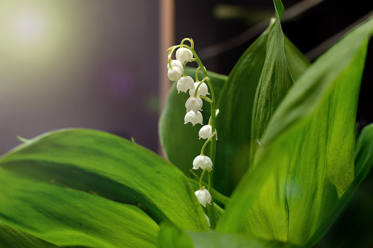 10,000+ Free Lily Of The Valley & Nature Images Pixabay