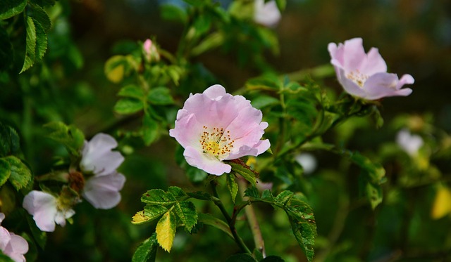 Free Dog Roses Dog Rose photo and picture