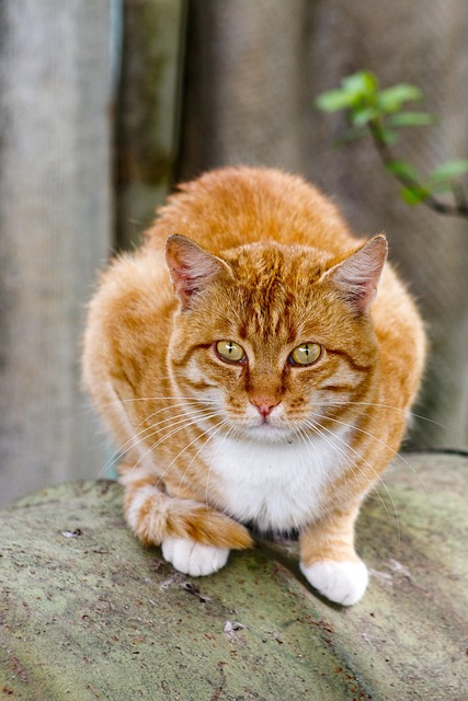 Pet, Orange, Young, Eyes, Feline