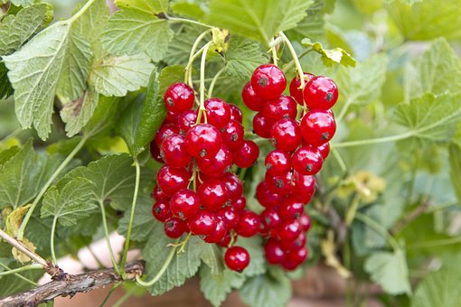 Red, Bush, Currant, Garden, Fruit