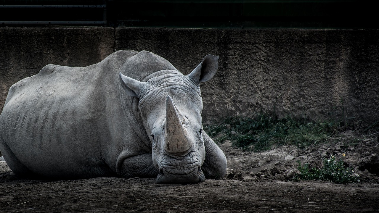 Animal Zoo Nature Free photo on Pixabay Pixabay