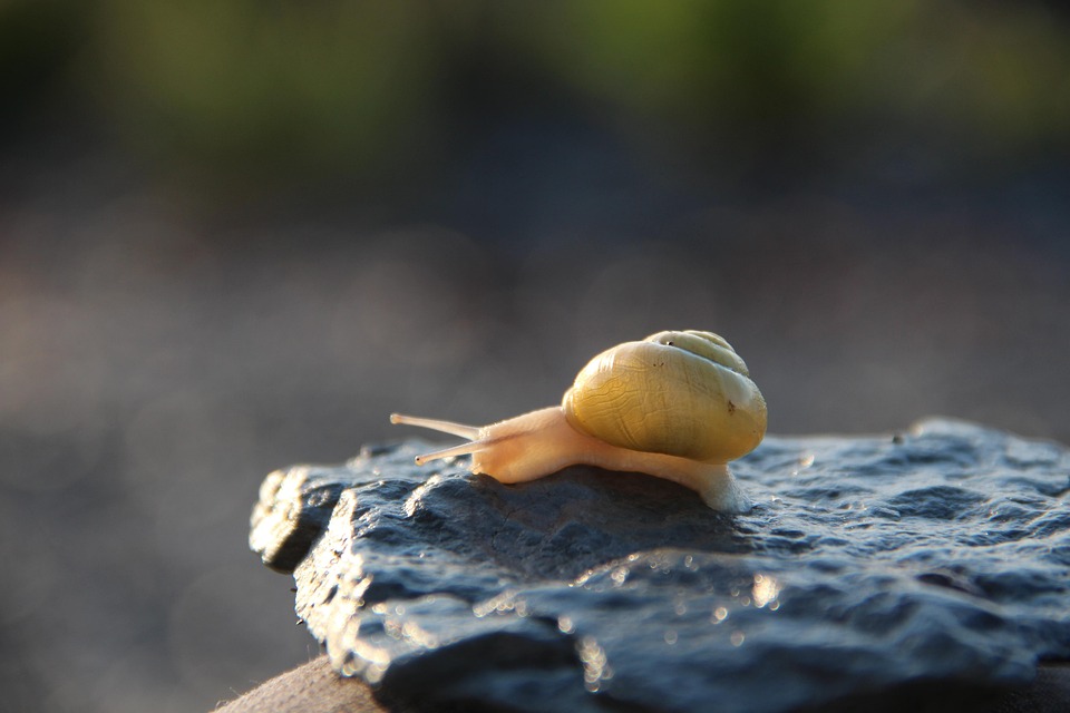 Snail Bugs Insect Free photo on Pixabay