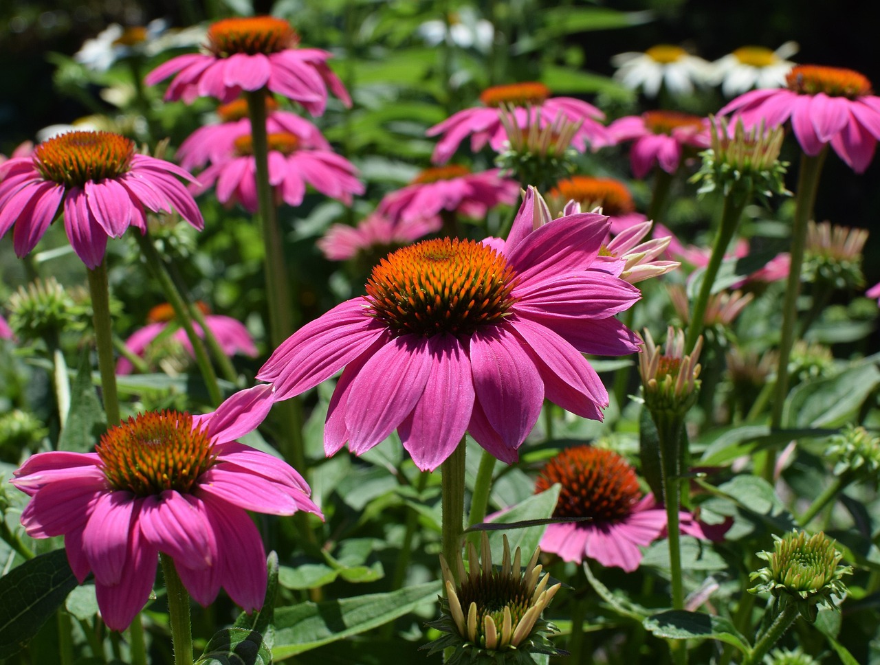 Pink Echinacea - free online jigsaw puzzle photo