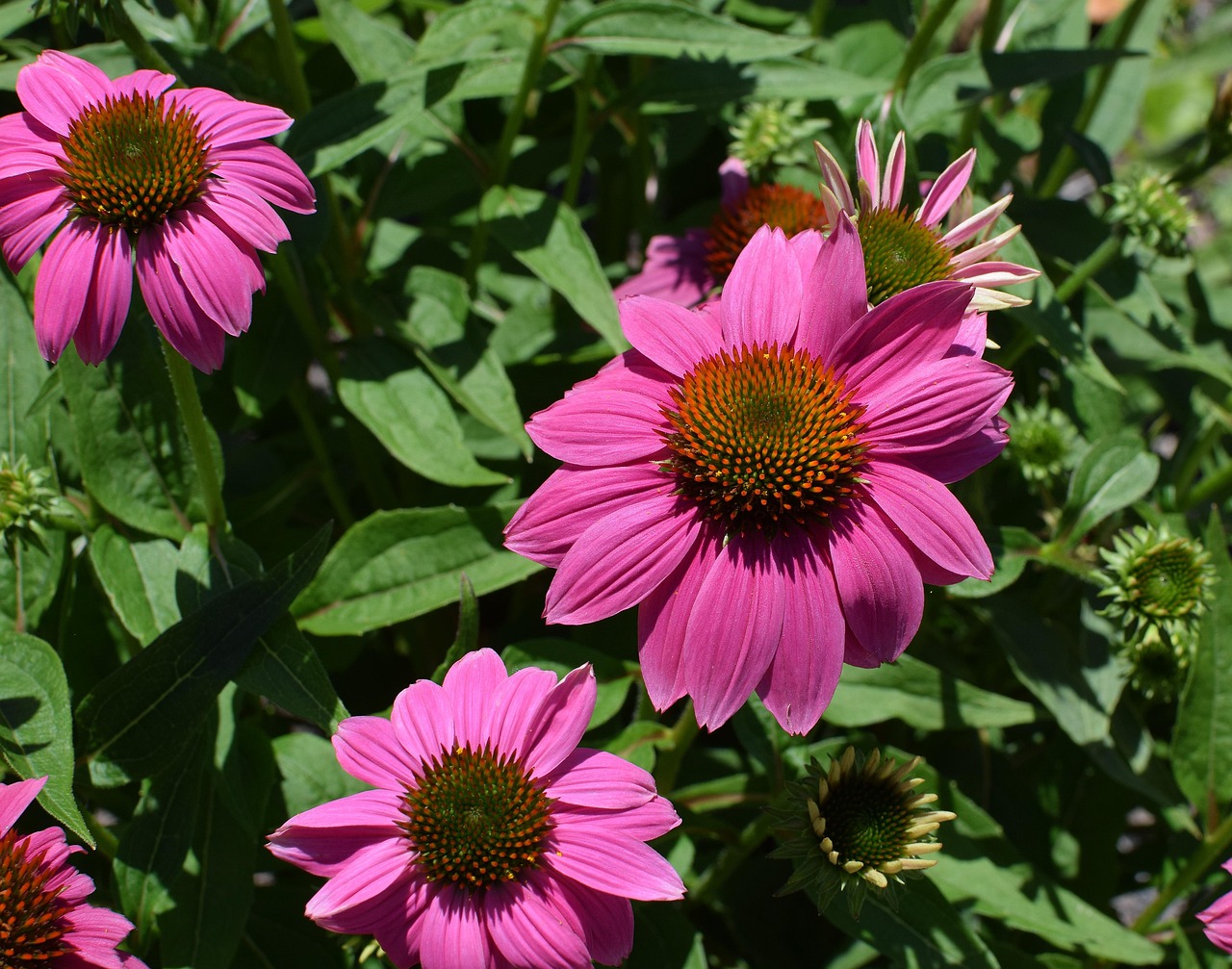 Pink Echinacea - free online jigsaw puzzle photo