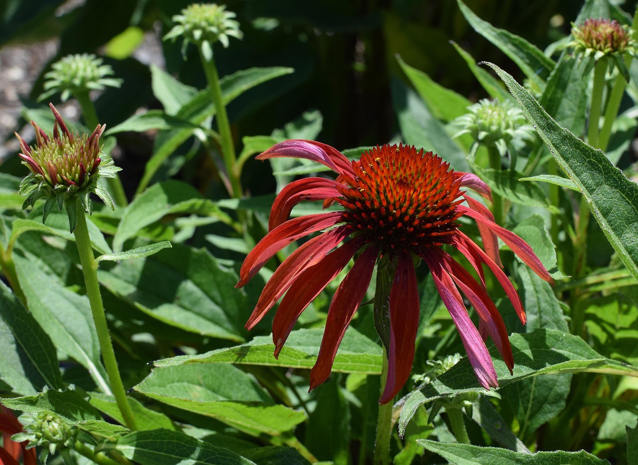 Red Echinacea - free online jigsaw puzzle photo