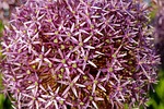 ornamental onion, allium, flower