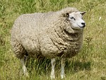 sheep, wool, concerns