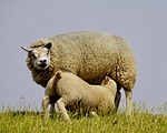 sheep, lamb, suckle