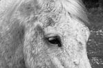 horse, horsehair, mane