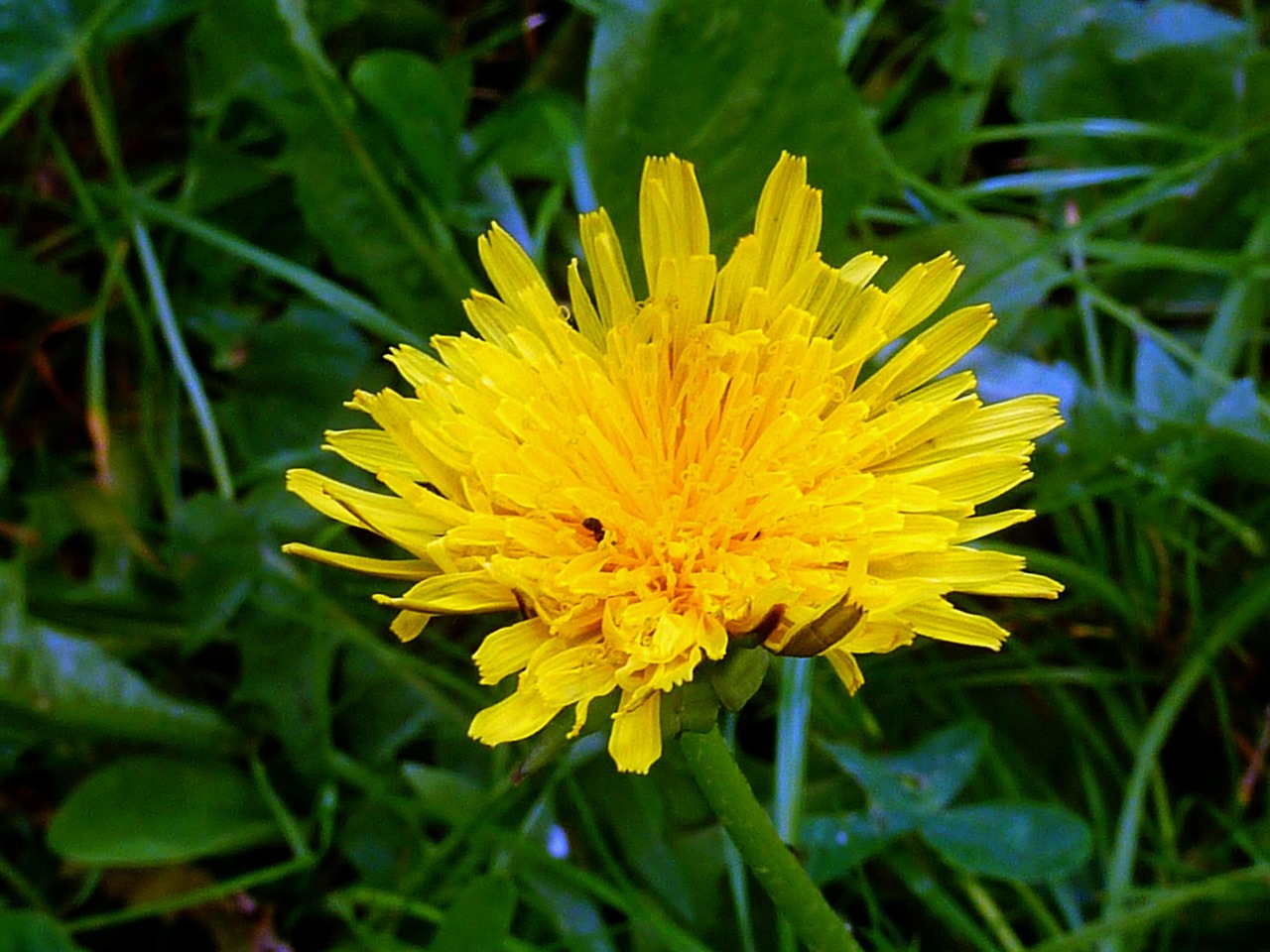 L wenzahn Bl te Pusteblume Kostenloses Foto Auf Pixabay Pixabay l-wenzahn-bl-te-pusteblume-kostenloses-foto-auf-pixabay-pixabay