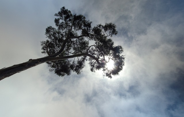 Free Tree Sky photo and picture