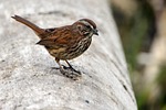 bird, sparrow, wildlife