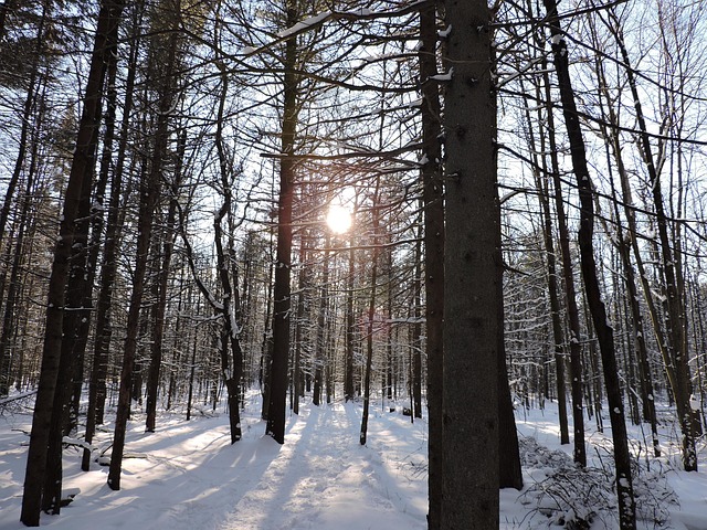 Natur, Winter, Wald