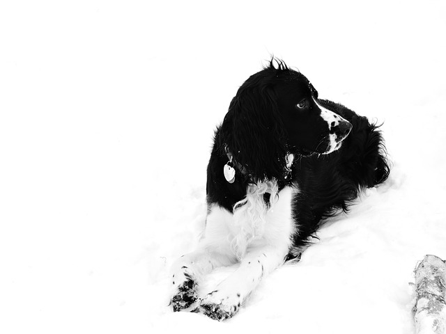 Schnee, Hund, Natur, Haustier, Tier