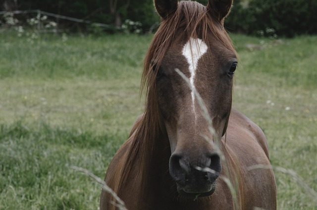 Free Horse Nature photo and picture