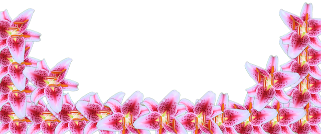 Free stargazer lily border illustration