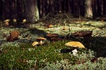 mushrooms, forest, undergrowth