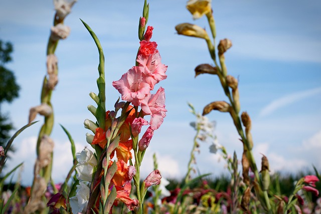 Blumenfeld, Blumen, Sonnig, Sommer