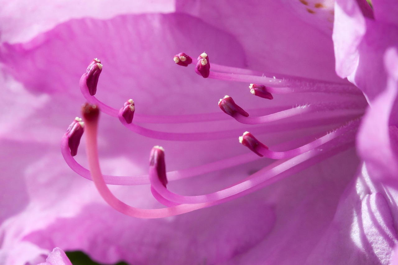 Singular Rhododendron Rhododendron Single Flower Blossom - Free photo on Pixabay - Pixabay