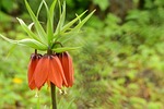 fritillaria imperialis, the son of lilium persicum, lily