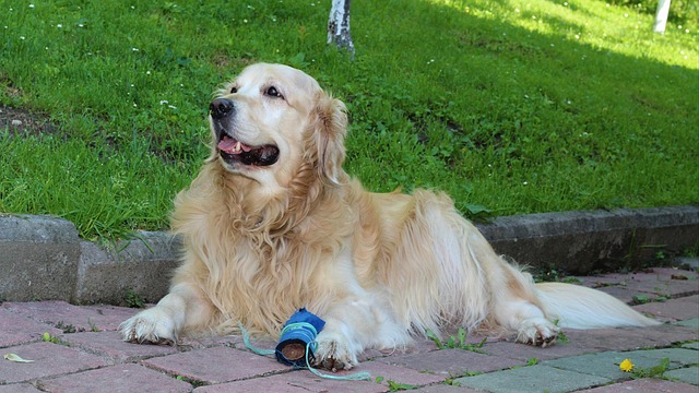 Free Dog Golden Retriever photo and picture