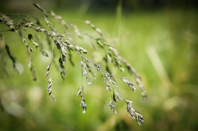 Free Grass Meadow photo and picture