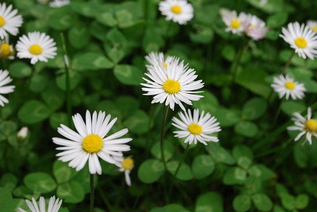 Free Garden Daisy photo and picture