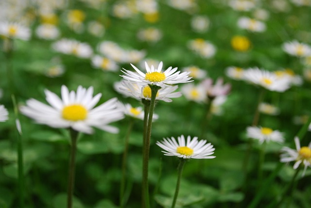 Free Garden Beautiful Flowers photo and picture