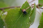 leaf bettle, bettle, leaf