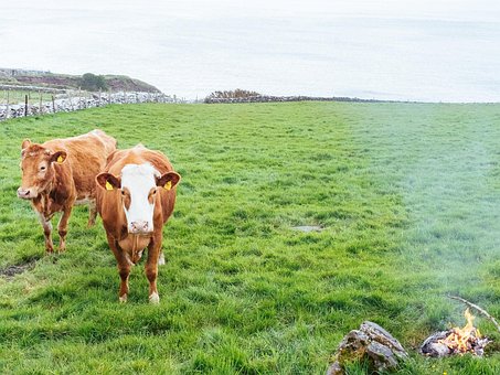 Free Cow Cows photo and picture