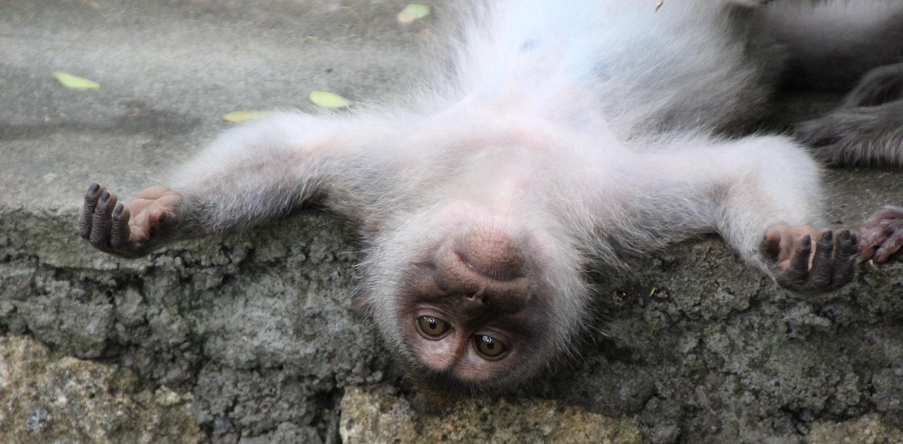 Ape - free online jigsaw puzzle photo
