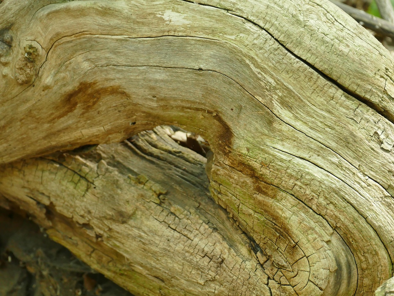 Wood Root Nature Free photo on Pixabay Pixabay
