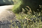 meadow, away, edge of the woods