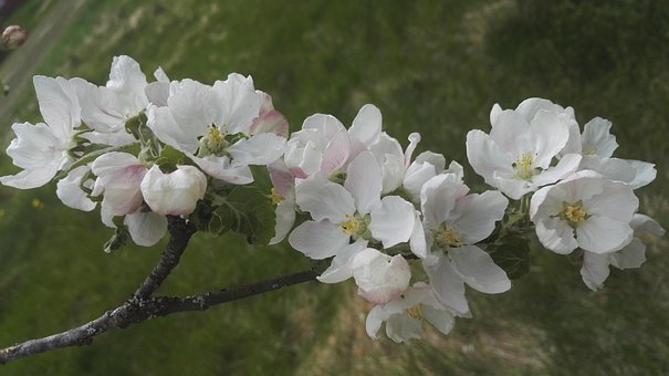 Free Apple Tree White photo and picture