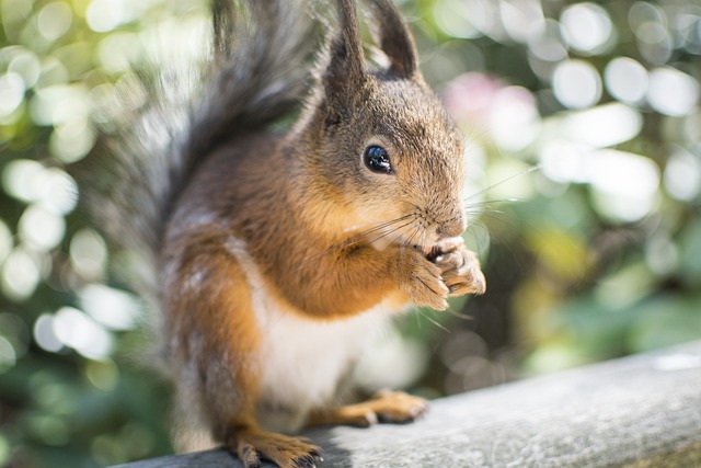Free Squirrel Rodent photo and picture
