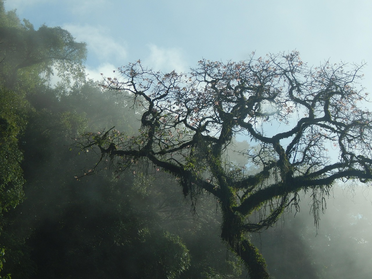 Tree - free online jigsaw puzzle photo