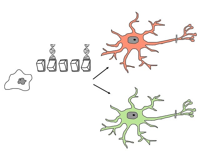 Free stem cell differentiation programming illustration