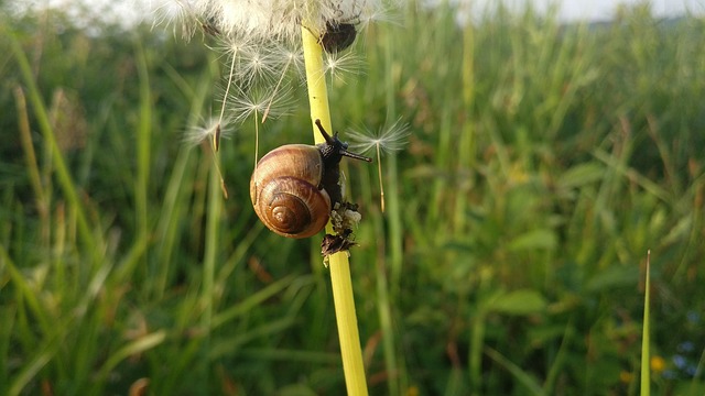 Lesma, Prado, Natureza, Molusco, Macro