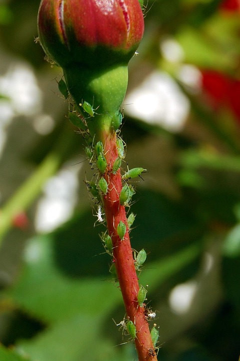 Lyse Insect Lice Aphids Ros - Free photo on Pixabay