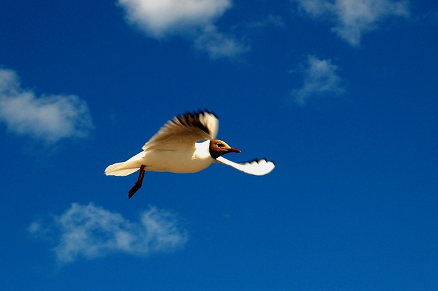 Free Black-Headed Gull Nature photo and picture