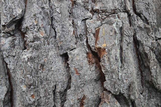 Free Trunk Wood photo and picture