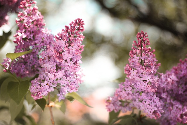 Lilly, Natur, Smukke Blomster