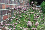 chives, blossom, bloom