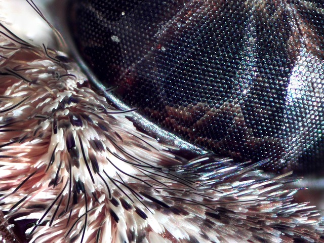 Free Moth Eye photo and picture